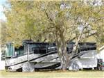 View larger image of A motorhome parked under a tree at RICE CREEK RV RESORT image #8