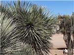 View larger image of A close up of a yucca plant at TOMBSTONE RV PARK image #12