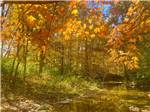 Trees with fall leaves - thumbnail
