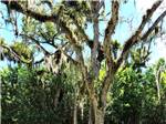 A tree covered in Spanish moss at VERO BEACH KAMP - thumbnail