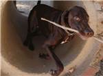 A dog carrying a stick - thumbnail