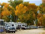 A row of RV sites with fall trees at BROWN'S TOWN CAMPGROUND - thumbnail