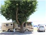 A motorhome parked under a tree at COUNCIL ROAD RV PARK - thumbnail