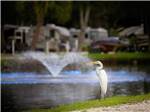 View larger image of A white bird on the lake at BAY BAYOU RV RESORT image #3