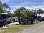 View larger image of Palm trees next to an RV site at CAJUN RV PARK image #7