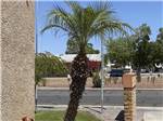 A palm tree next to the main building at BONITA MESA RV RESORT - thumbnail
