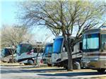 View larger image of A row of motorhomes with a tree at TROPHY GARDENS image #7