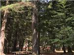A large wooded area at SARATOGA RV PARK - thumbnail