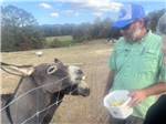 A man feeding two donkeys at VAN HOY FARMS FAMILY CAMPGROUND - thumbnail
