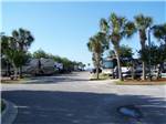View larger image of A row of RV Sites with palm trees at EMERALD BEACH RV PARK image #4