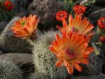 Cactus flowers at BIG BEND STATION INN & RV RANCH - thumbnail