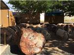 View larger image of Petrified logs on their sides at OK RV PARK image #5