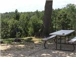 View larger image of Picnic table at RV site fringed by trees at WANDERLUST RV PARK image #11