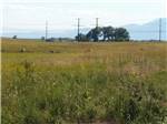 A field with tall grass and animals at FALCON MEADOW RV CAMPGROUND - thumbnail