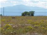 A deer in a field of yellow flowers at FALCON MEADOW RV CAMPGROUND - thumbnail