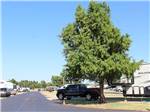 A large tree by a RV site at ROADRUNNER RV PARK - thumbnail