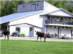 Moose walking the grounds at MOUNTAIN VIEW RV PARK - thumbnail