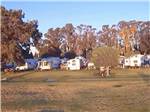 A grassy area by the RV sites at DUCK ISLAND RV PARK & FISHING RESORT - thumbnail