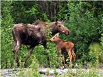 An adult moose with child at BLACK RABBIT RV PARK - thumbnail