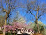 Parked trailer under trees at site Basswood Resort - thumbnail