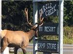 Statue of a deer standing near Circle Creek sign at CIRCLE CREEK RV RESORT - thumbnail