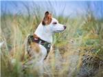 A dog in a grassy meadow stares into the distance at CIRCLE CREEK RV RESORT - thumbnail