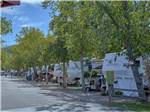 A row of trailers under trees at CLABOUGH'S CAMPGROUND - thumbnail