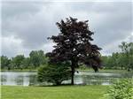 View larger image of Two large trees by the water at CAMP LORD WILLING RV PARK  CAMPGROUND image #7