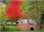 View larger image of A red tree next to a canal at CAMP LORD WILLING RV PARK  CAMPGROUND image #12