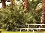 View larger image of A picnic bench by palm trees at VENTURA BEACH RV RESORT image #7