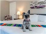 A dog sitting on a hotel bed at PALM CANYON HOTEL AND RV RESORT - thumbnail