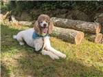 View larger image of A dog sitting in the grass at INDIAN ROCK RV PARK image #9
