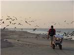 A man walking along the beach pulling a wagon scaring away seagulls at RIVER'S END CAMPGROUND - thumbnail