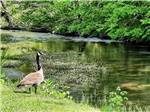 A goose looking at the water at PIGEON FORGE RV RESORT - thumbnail