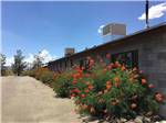 View larger image of Flowering bushes along the main building at ADOBE RV PARK image #3