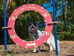 A dog next to one of the dog exercise circles at ESCONDIDO RV RESORT - thumbnail
