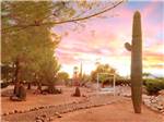 Saguaro cactus and swinging bench at sunset at MISSION VIEW RV RESORT - thumbnail