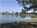 More ducks by the lake at SEAWIND RV RESORT ON THE BAY - thumbnail