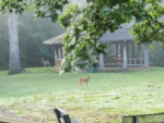 Deer in front of a gazebo at Indian Lake Park - thumbnail