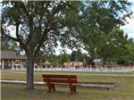 View larger image of A park bench under a tree at THE SPRINGS RV RESORT image #11