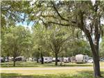 View larger image of A group of trees near the RV sites at THE SPRINGS RV RESORT image #12