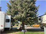 A BBQ at an RV site with a tree at MOUNTAIN VIEW RV PARK - thumbnail