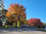 Fall trees against blue skies at Spacious Skies Walnut Grove - thumbnail