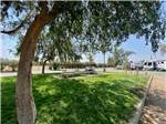Shade tree with picnic table and RVs in distance at ALMOND TREE OASIS RV PARK - thumbnail