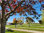 View larger image of Trees displaying fall colors at AMANA RV PARK  EVENT CENTER image #10