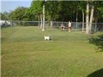 A dog in the fenced in pet area at OAK PLANTATION CAMPGROUND - thumbnail