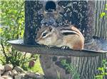 A squirrel on a bird feeder at ROYAL OAKS RV PARK - thumbnail