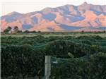 Local winery with mountains in the background nearby at Lifestyle RV Resort - thumbnail