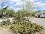 A bunch of cactus and a windmill at FORT CLARK SPRINGS RV PARK - thumbnail