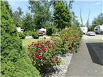 View larger image of A row of rose bushes at COTTONWOOD MEADOWS RV COUNTRY CLUB image #5